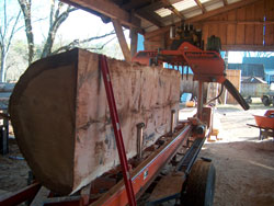 A large red oak log ready to be quarter sawn.